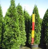 Thuja occidentalis 'Smaragd'